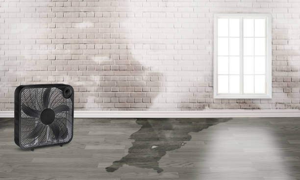 Best Mold removal after water damage  in Gretna, NE